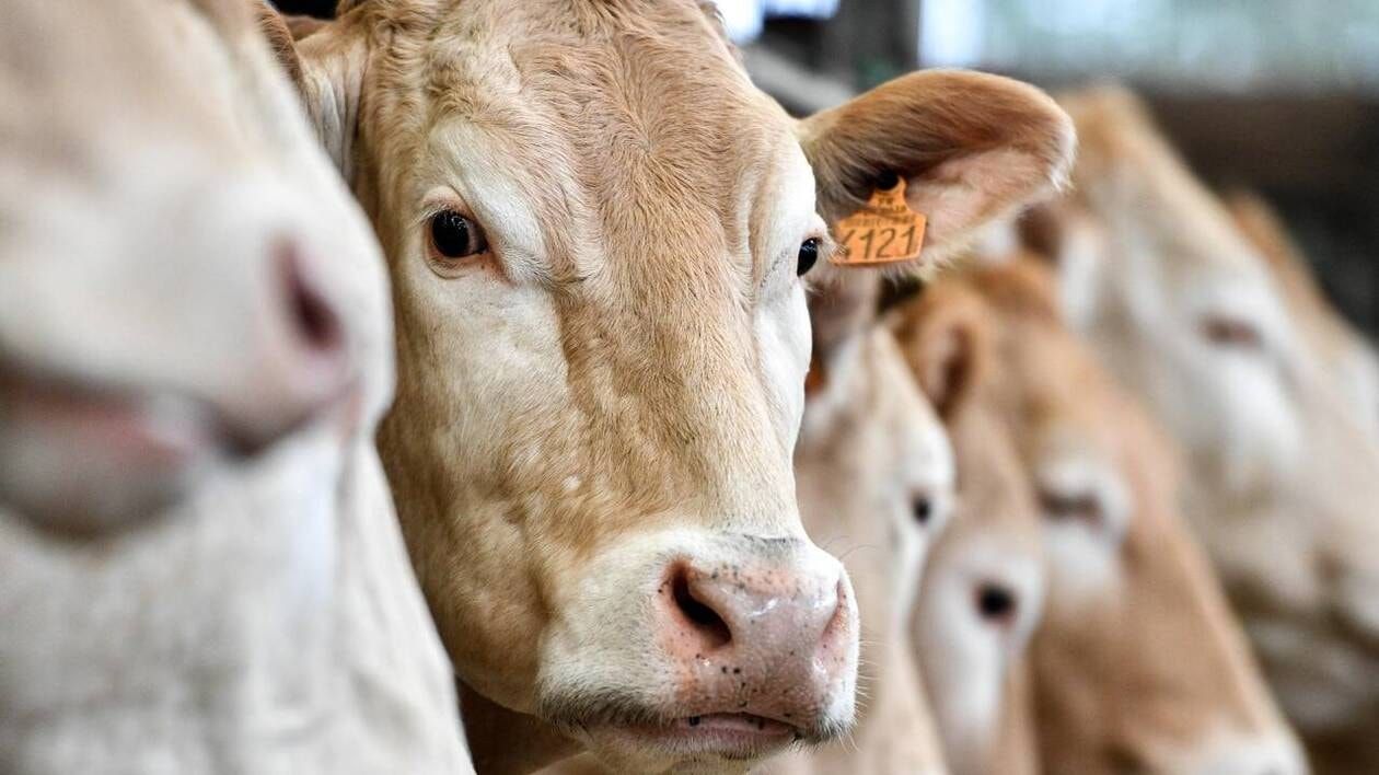 « Nos Vaches, Nos Vies »